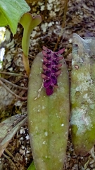 Acianthera breedlovei