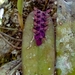 Acianthera breedlovei - Photo (c) Jorge Martínez-Meléndez, some rights reserved (CC BY-NC), uploaded by Jorge Martínez-Meléndez