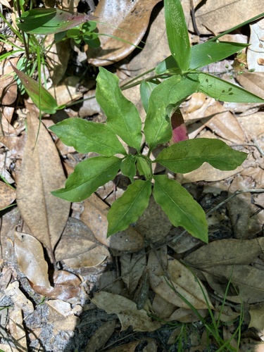 Arisaema dracontium