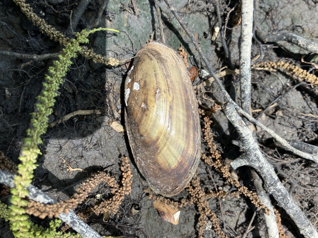 Florida sandshell
