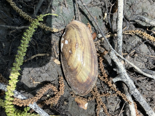 Florida sandshell
