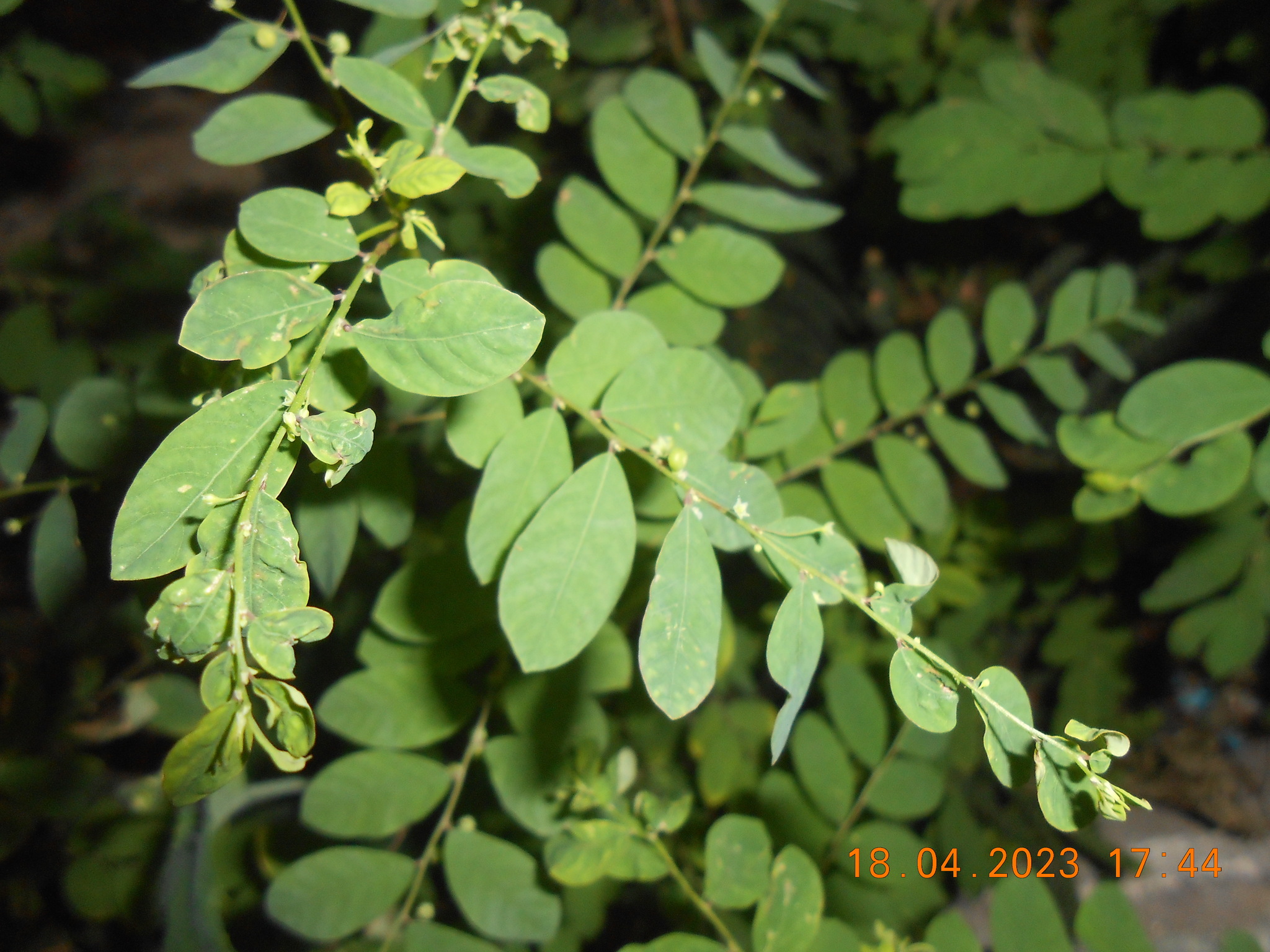 Phyllanthus tenellus — ảnh 2
