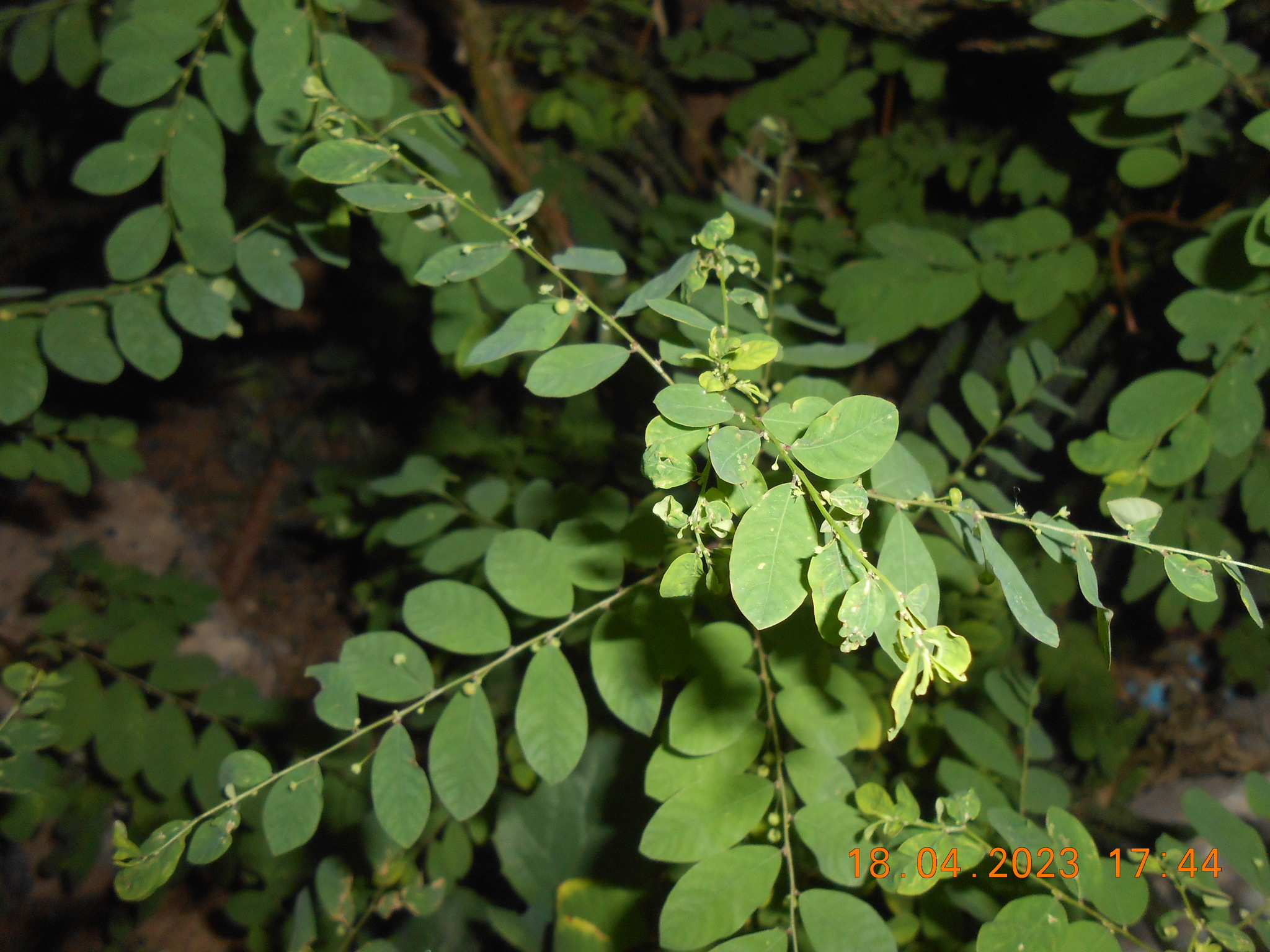 Phyllanthus tenellus — ảnh 3