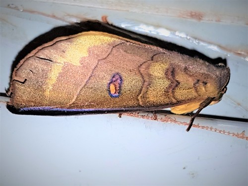 Canodia difformis