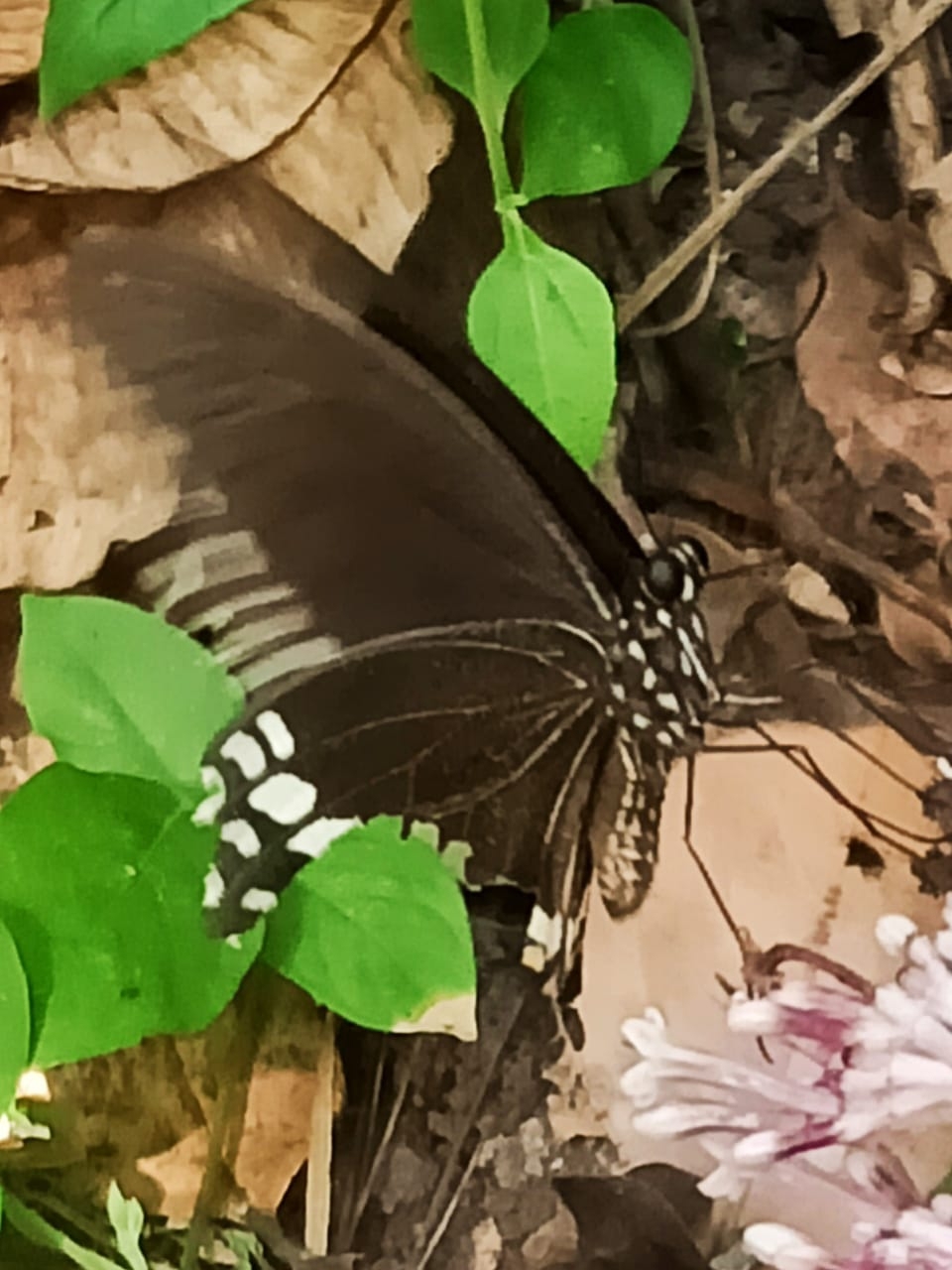 Common Mormon