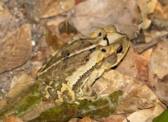 Incilius valliceps