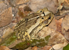 Incilius valliceps