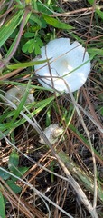 Chlorophyllum hortense