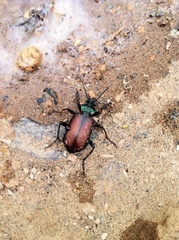 Calosoma rufipenne