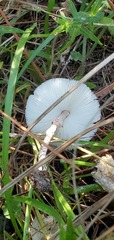 Chlorophyllum hortense