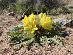 Oenothera primiveris