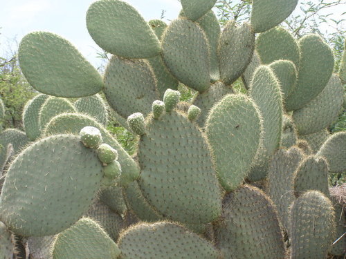 Arborescent Pricklypear