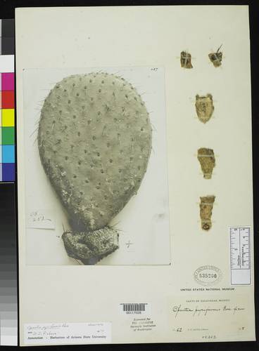 Arborescent Pricklypear