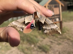 Smerinthus saliceti