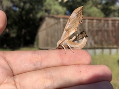 Smerinthus saliceti