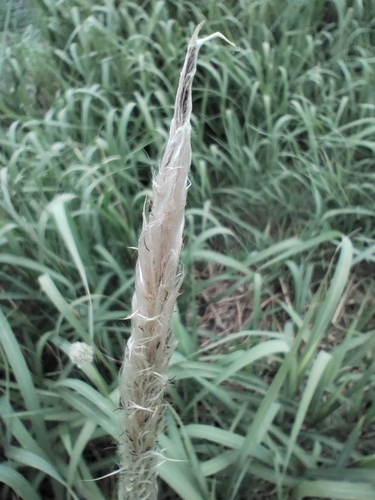 Cogon Grass