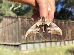 Smerinthus saliceti