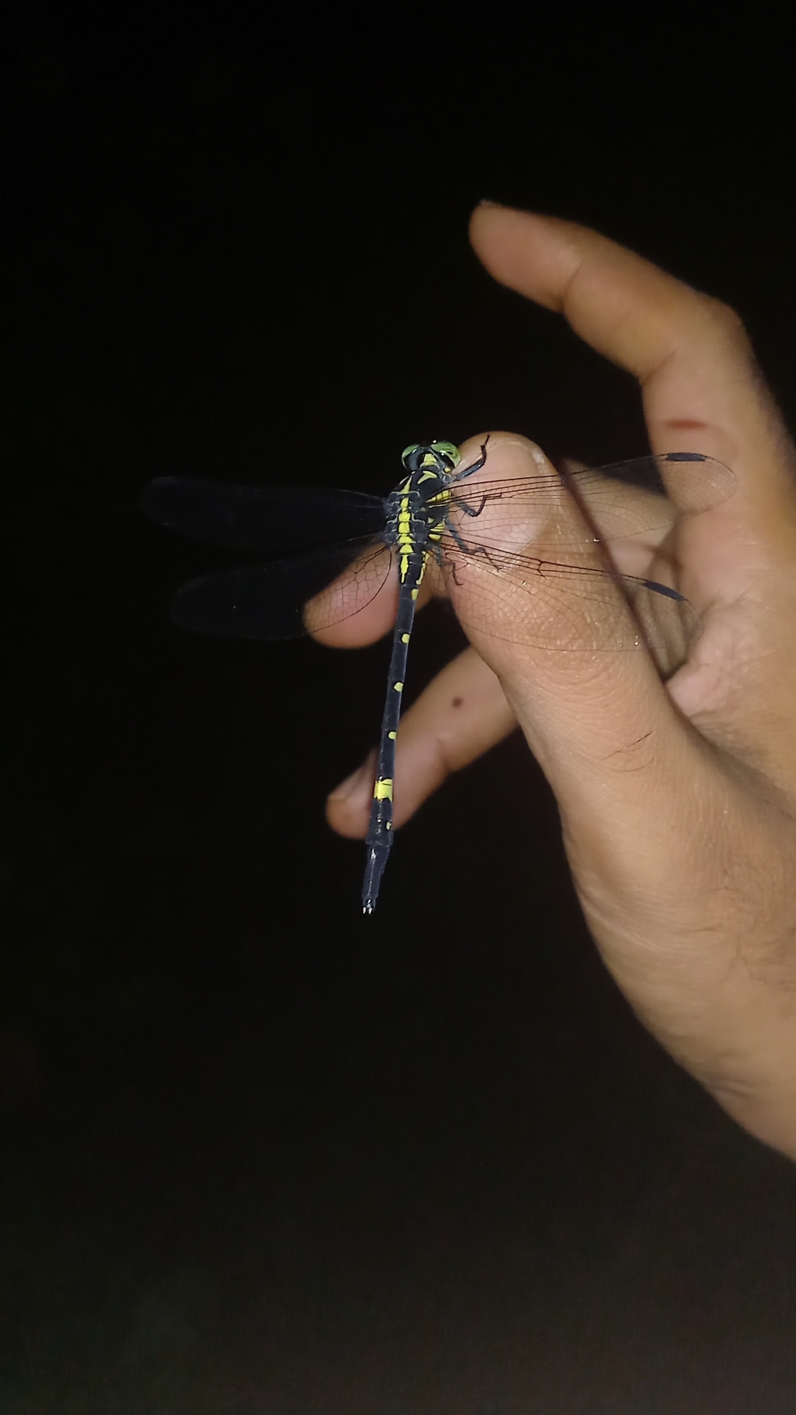 Wayanad Forktail