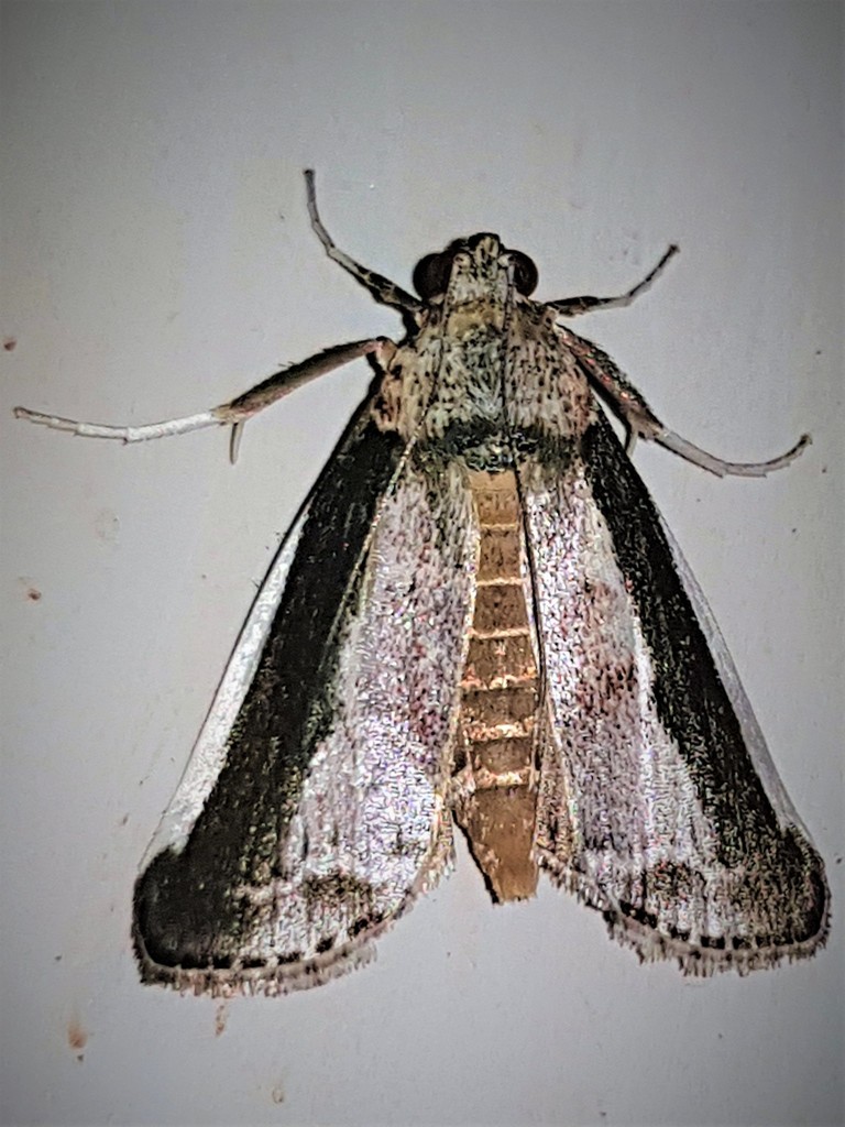 Carthara abrupta