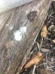 Dasymutilla pseudopappus