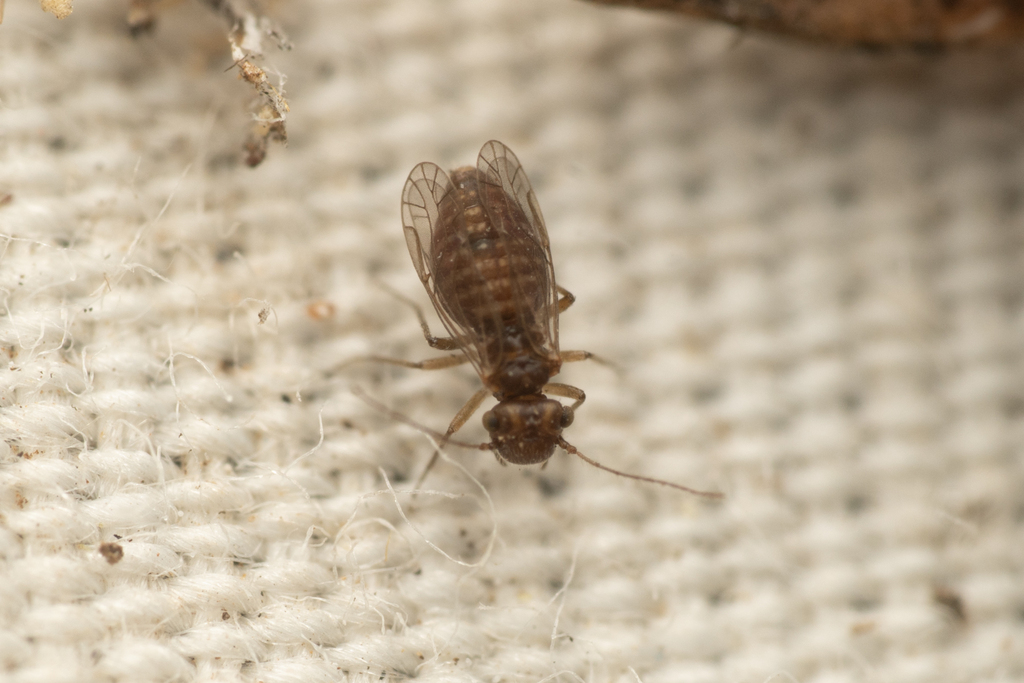 Lachesilla pacifica