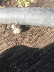 Dasymutilla pseudopappus