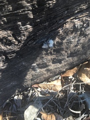 Dasymutilla pseudopappus