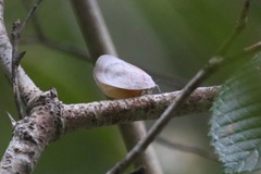 Flatida flocossa