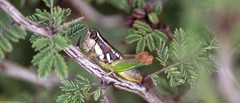 Phaedrotettix
