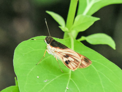 Vettius fantasos