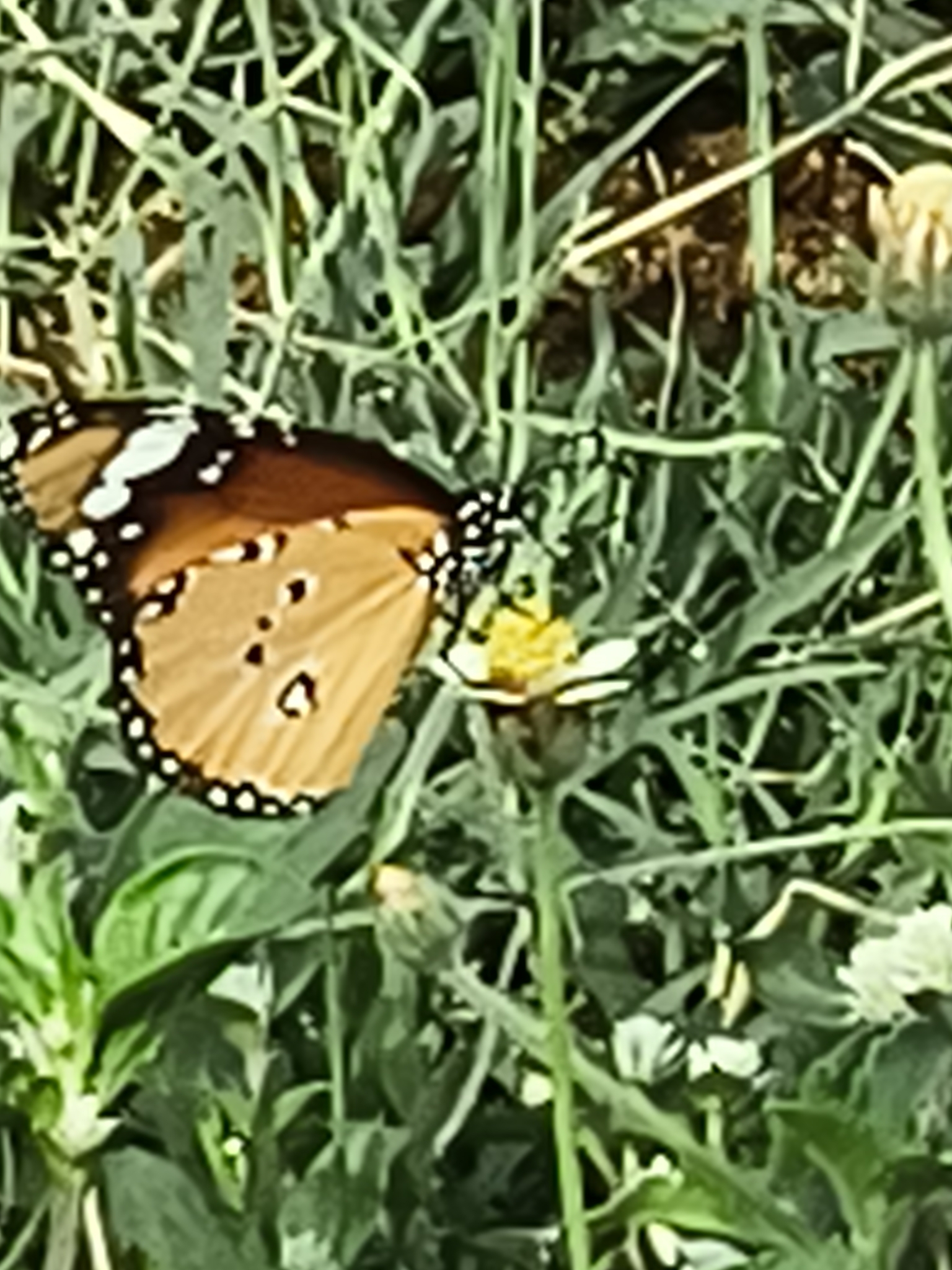 Plain Tiger