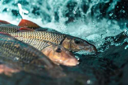 Greater redhorse (Moxostoma valenciennesi) — Catostomidae