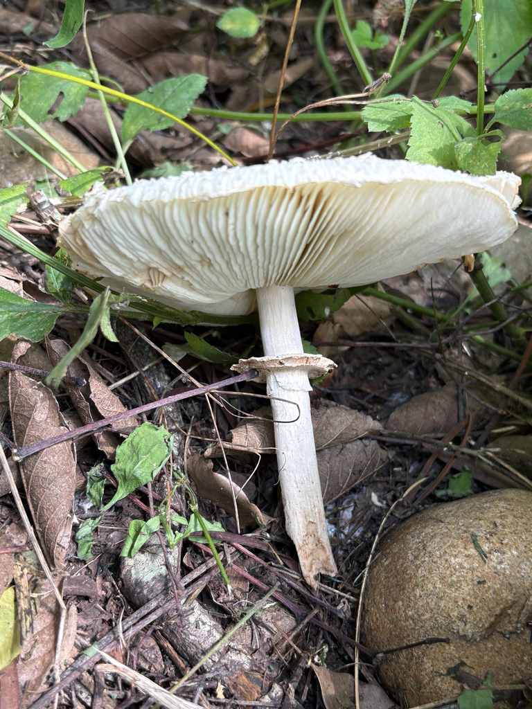 Chlorophyllum molybdites · May 2025 · photo: © oak123 (iNaturalist, cc-by)