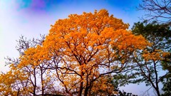 Handroanthus guayacan