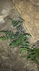 Notholaena jacalensis