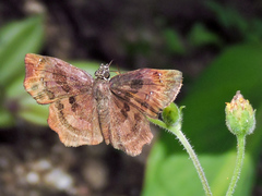 Antigonus funebris