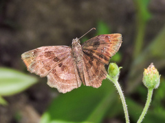 Antigonus funebris