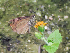 Antigonus funebris