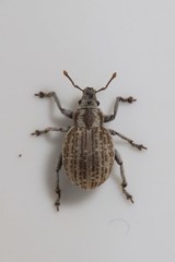 Philopedon plagiatum