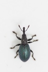 Perapion violaceum