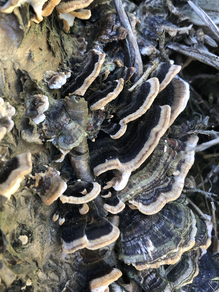 Trametes versicolor · May 2025 · photo: © richardlitt (iNaturalist, cc0)