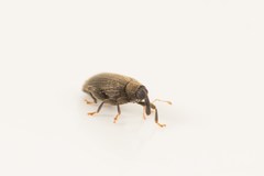 Orchestes fagi