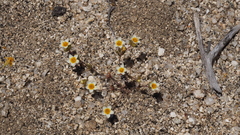 Leptosiphon lemmonii