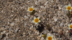 Leptosiphon lemmonii