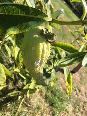 Asclepiadinae