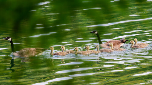 Canada Goose photographed in Wisconsin
