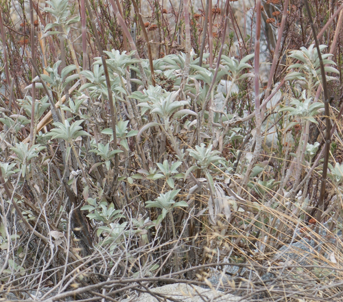 Salvia apiana