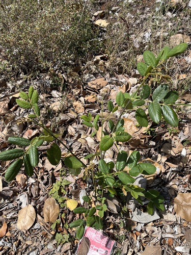 Piscidia piscipula observed 2025-05-16