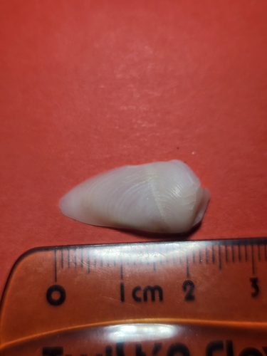 Martesia striata observed 2025-05-16
