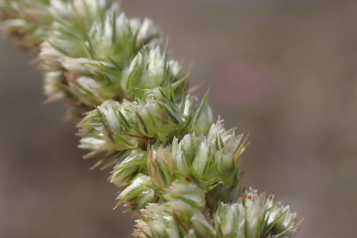 Amaranthus hybridus observed 2025-05-16